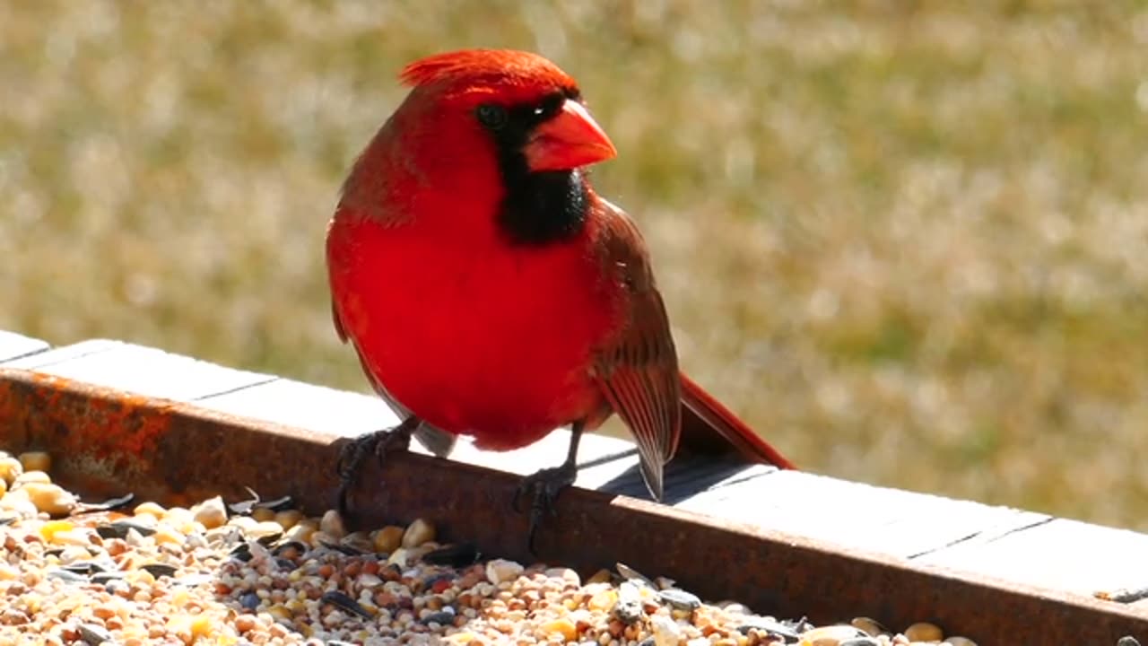 Red Bird