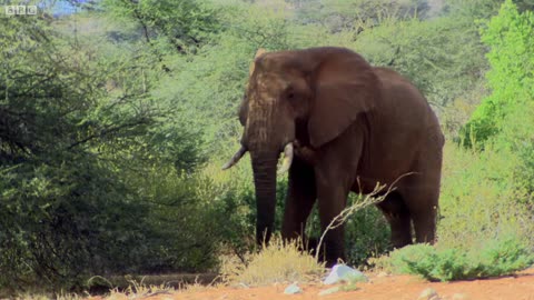 Safely Tranquilising an Elephant | This Wild Life | BBC Earth