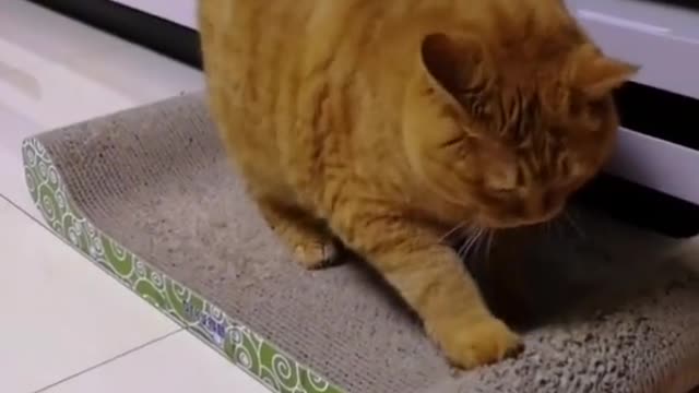 cat