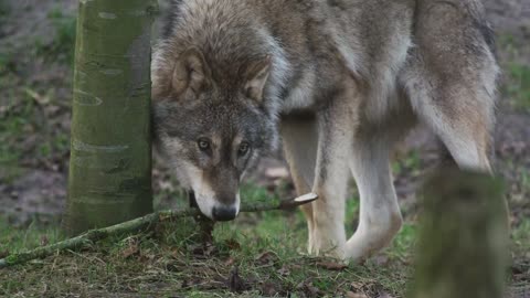 Wolf with a stick in his teeth