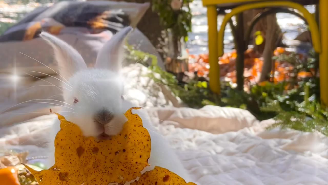 Bunny eats leafy