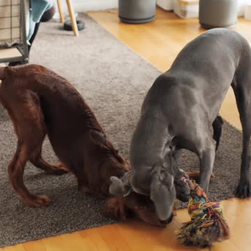 Dogs Playing With Toy on the Floor (5)