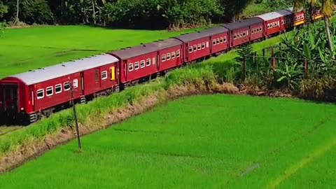 Train Going on Paddy Field | Sri Lanka Is the beautiful Country in the world