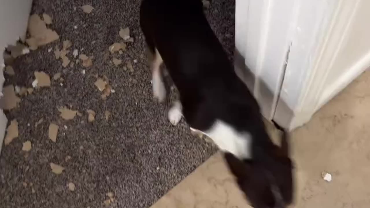 Bro literally destroyed the door
