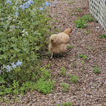OMC! Hens hunting a row of summertime flowers! 🐔🐛😍 #chickens #orpington #hunting #flowers #shorts