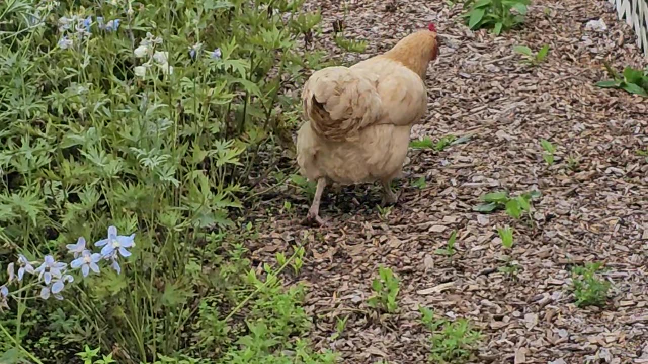 OMC! Hens hunting a row of summertime flowers! 🐔🐛😍 #chickens #orpington #hunting #flowers #shorts