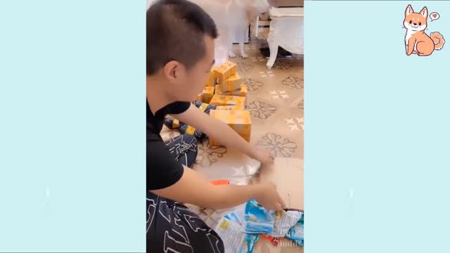 Cute and funny dog compilation !