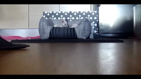 lazy kitten