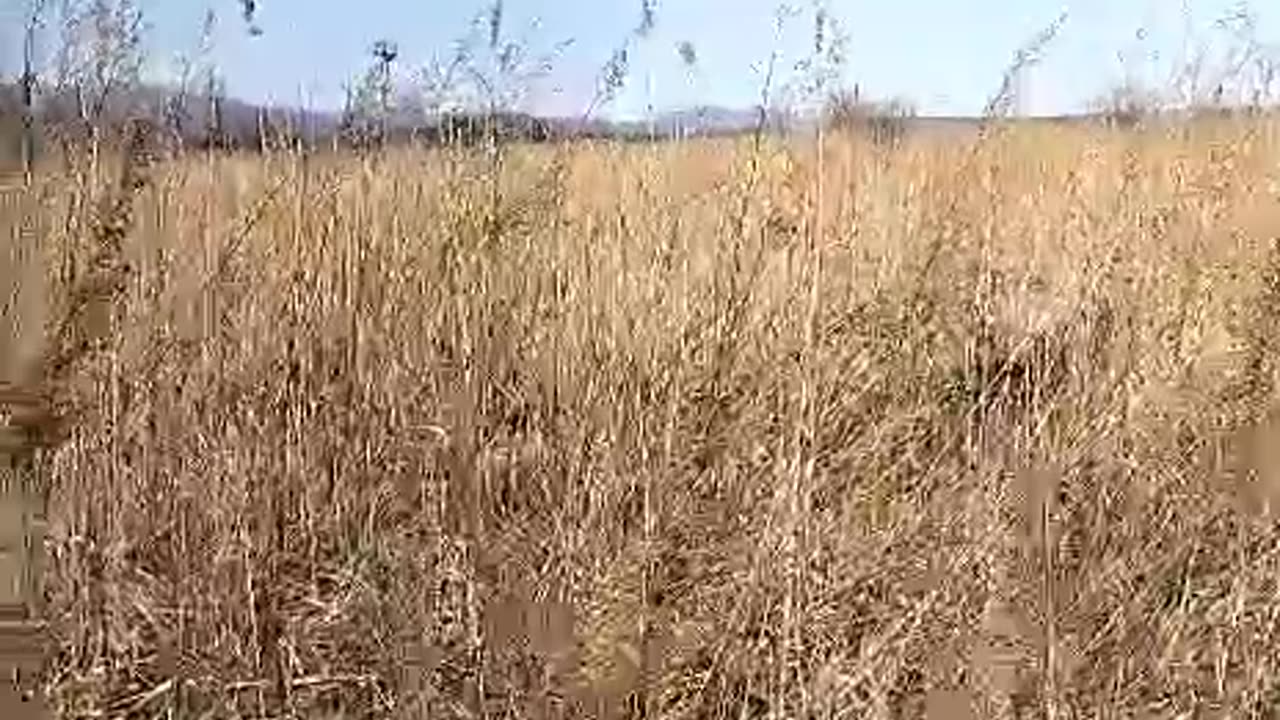Deer in the brush