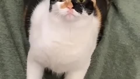 Cutie cat funny