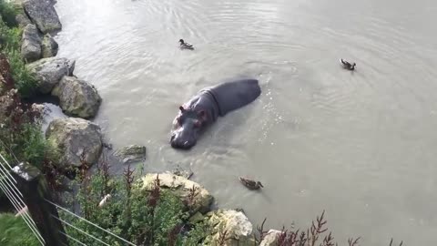 Flamingo Land Zoo Hippos