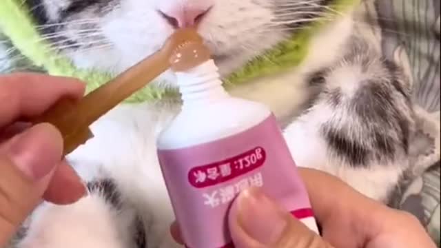 Kittens should also have their teeth cleaned regularly