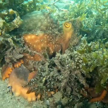 Mating a Maori Octopus Watch until the end!!!