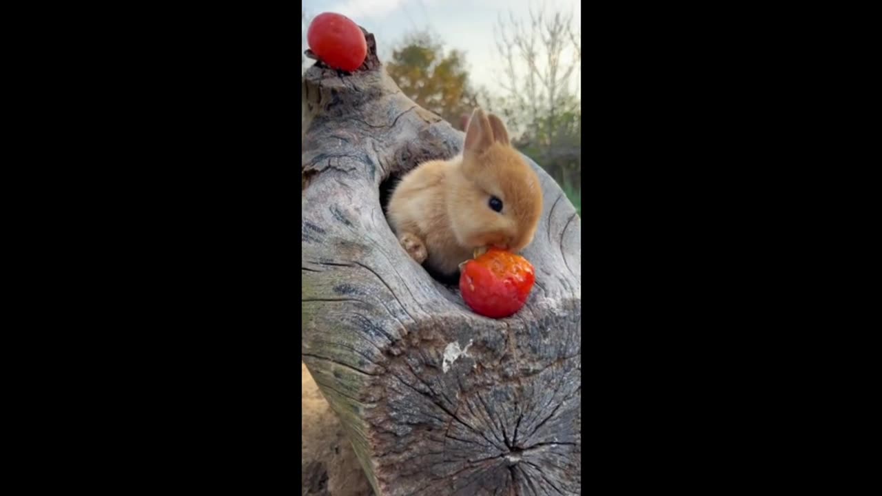 Do you know what a little bunny eats?