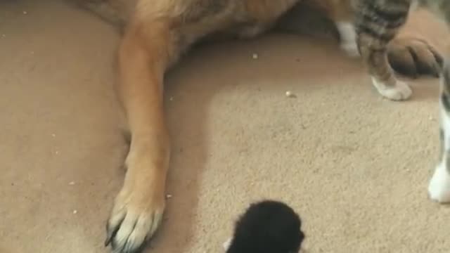 German Shepherd frightened by 2 week old kitten