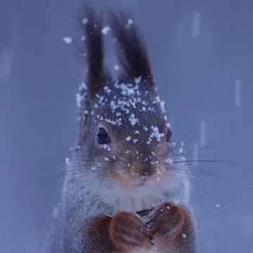 Really like the pointy ears