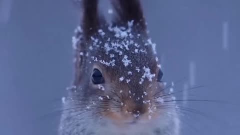 Really like the pointy ears