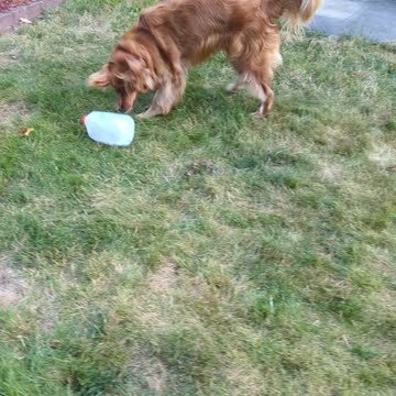 Cute Golden pup finds a plastic milk jug, part 2
