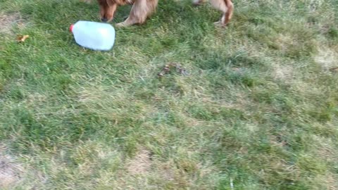 Cute Golden pup finds a plastic milk jug, part 2