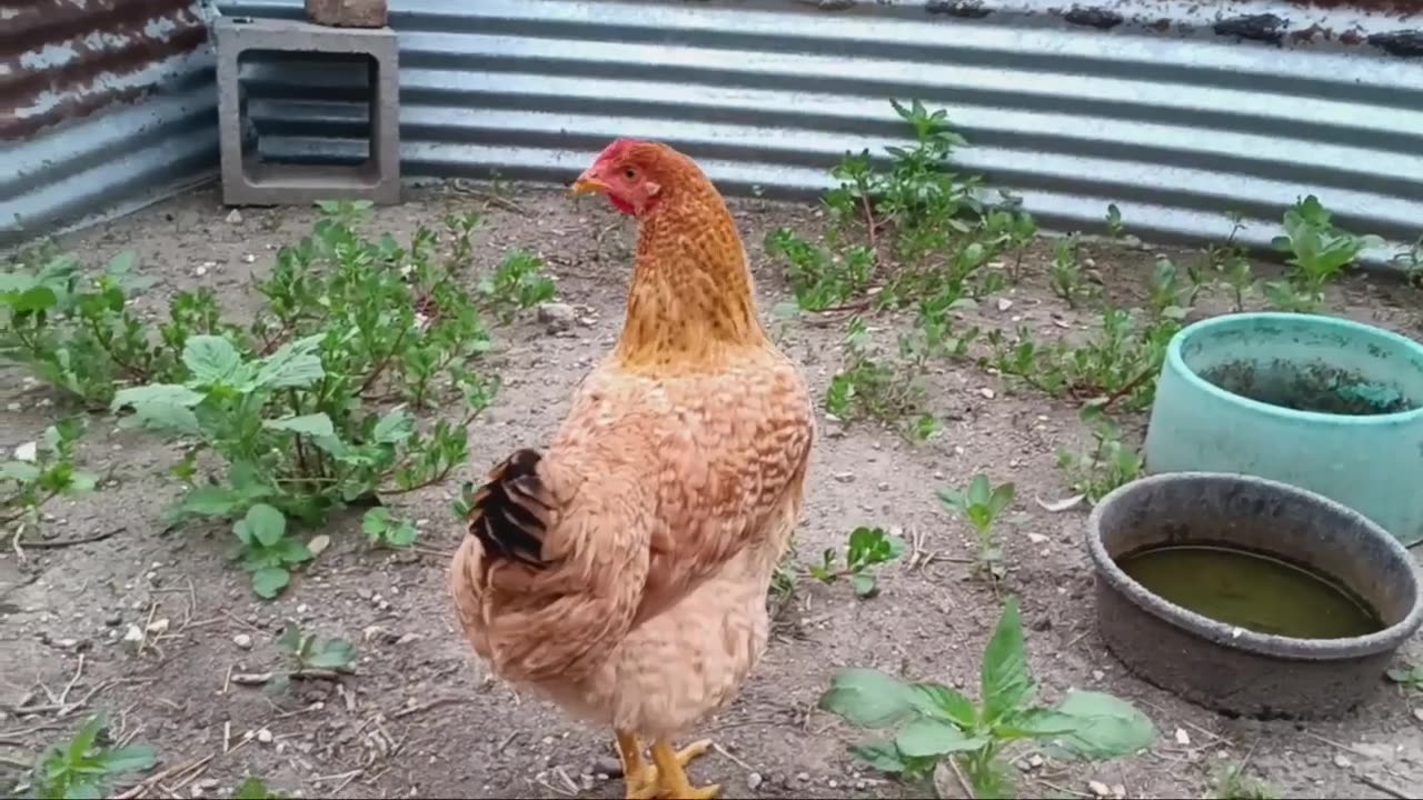 Home- Pet- Hens