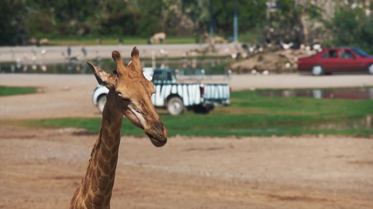 Giraffe chewing leaves