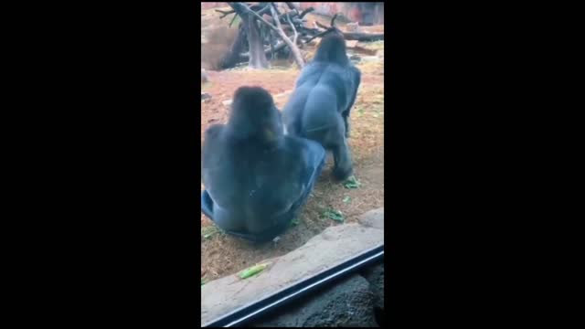 animal Funny Video - monkey funny dance and excercise