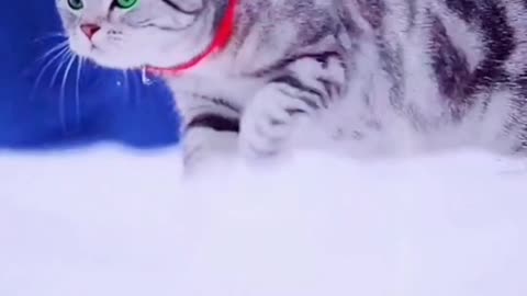 Beautiful Cat Walk 😸😸||Video You Have Never Seen ||2021