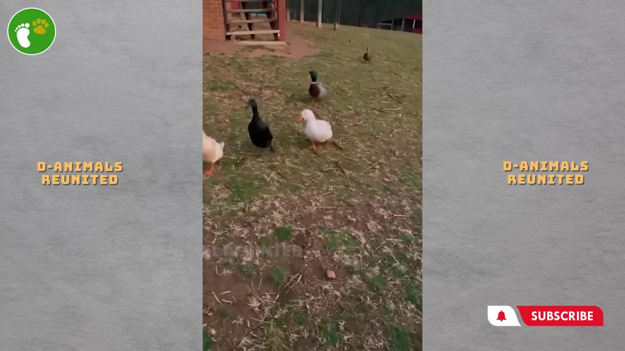 Animals ask people for help #3