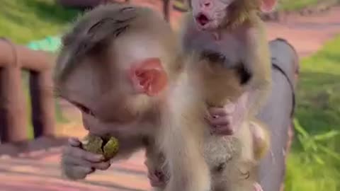 #monkey #babymonkey #trendingshorts #cute #funny #animals #cutebaby #memes #shorts #viralshorts