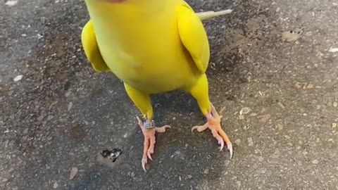 Bird leaf 🍋 #stellathebird