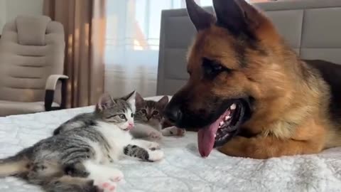 Adorable German Shepherd Loves Baby Kittens