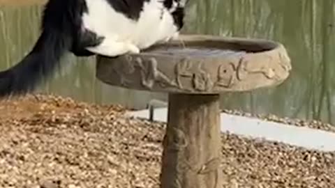 Dog very nice video funny video