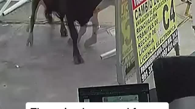 Runaway bull destroys shop in Peru, injures one person