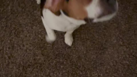 Dog Follows Owner's Commands Successfully