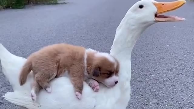 Cachorro mais folgado da internet e fofo