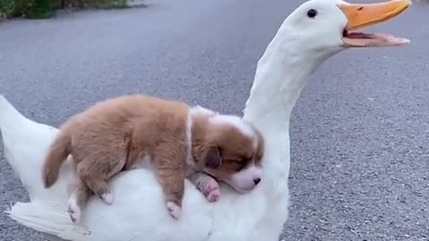 Cachorro mais folgado da internet e fofo