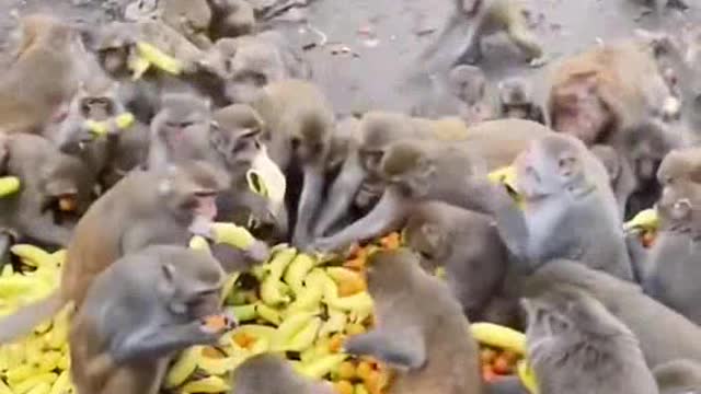 Monkeys attack apple 🍎🍏 market