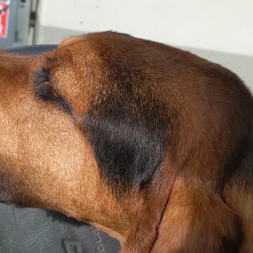 a new friend part four Rodeo goes home