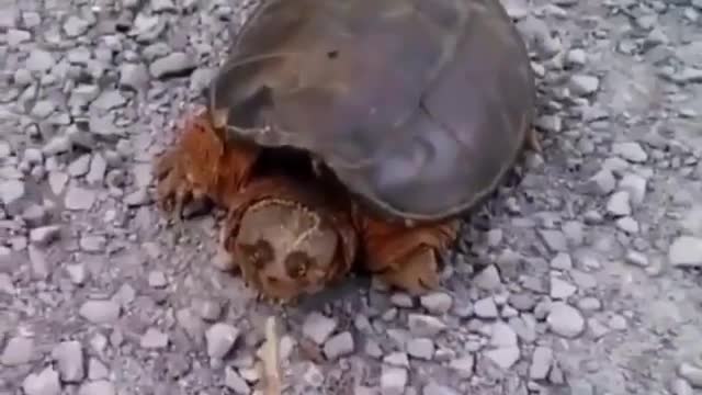 Mad turtle, funny video, scary turtle