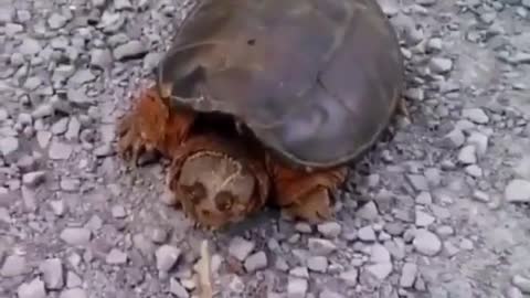 Mad turtle, funny video, scary turtle