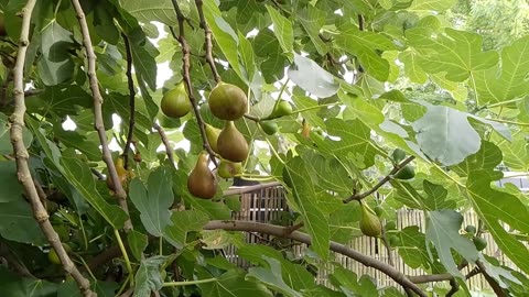 Two Bad Tempered Birds keep on Quarreling about a Fig and both Loose the Fig