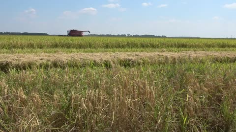 Update from the Farm | Rice Harvest 2022