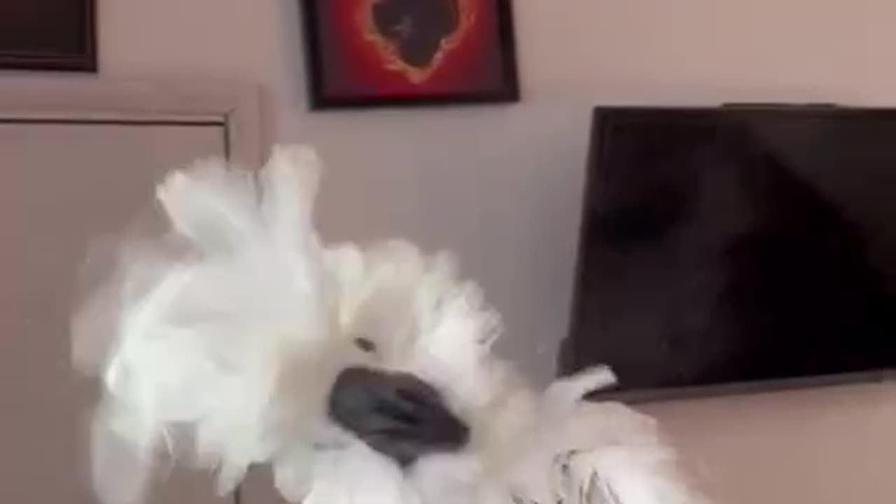 Funny parrot |cockatiel parrot | Funny birds | Funny animals