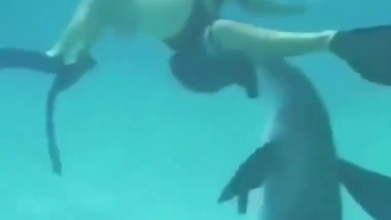 Woman Discovers Dolphins Playful Cheeky Side 🐬🤣👍