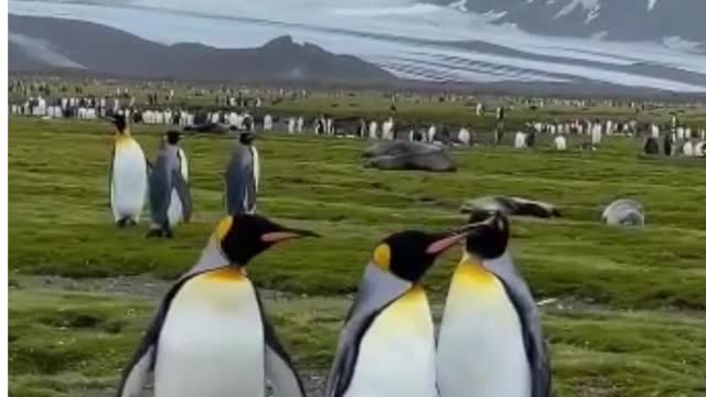 Penguin