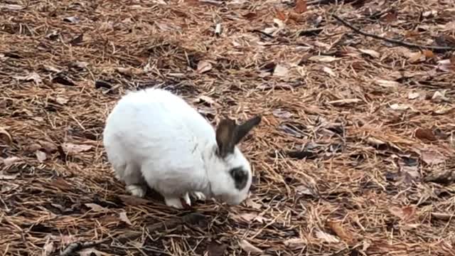 A wild rabbit running toward me.