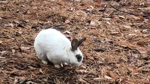 A wild rabbit running toward me.