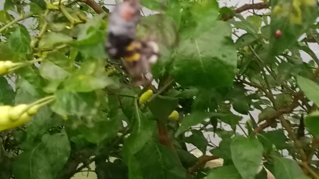 The Spider