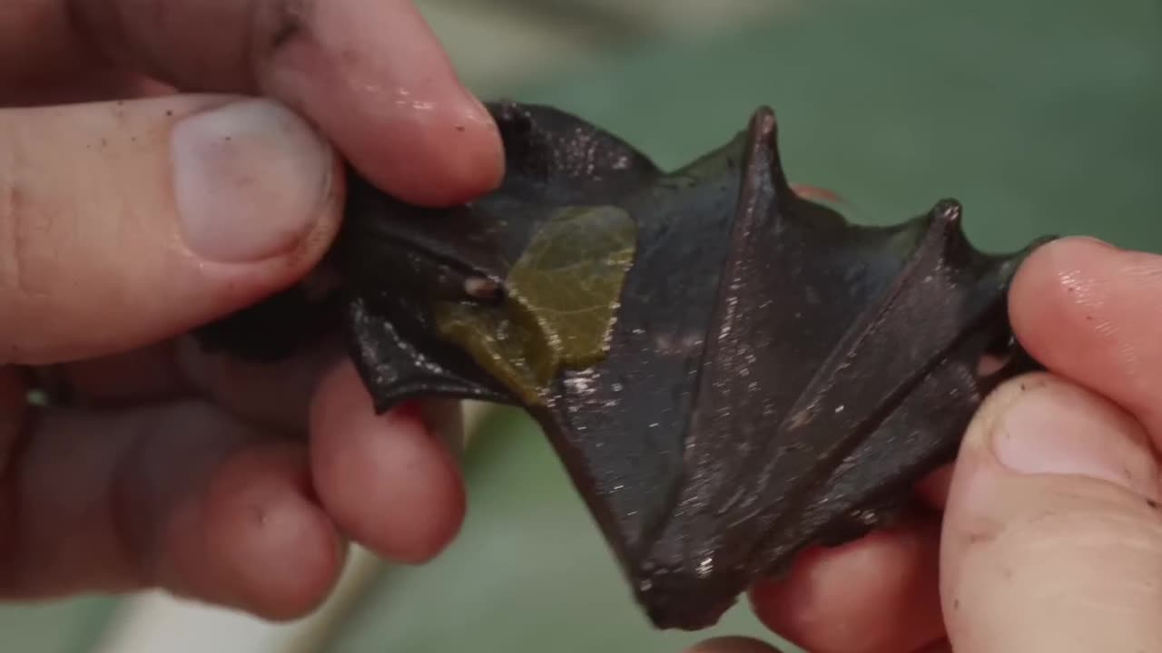 Bat Wings vs. Chicken Wings: Surprising Taste Test!