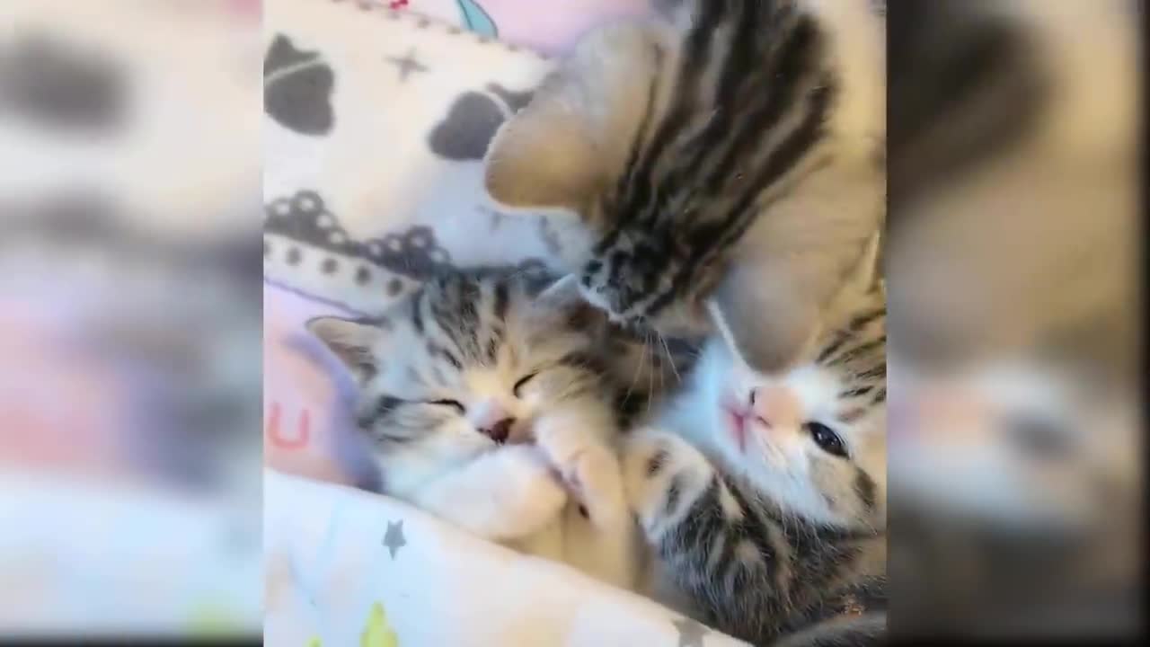 Baby Cats - Cute and Funny Cat Videos Compilation #18 | Aww Animals